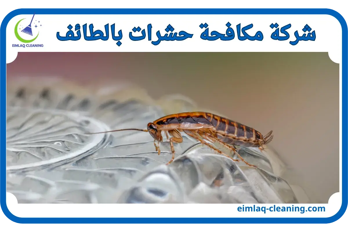 شركة مكافحة حشرات بالطائف